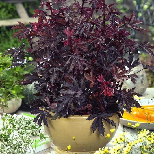 Outsidepride 20 Seeds Perennial Hibiscus Mahogany Splendor Flower Seeds for Planting