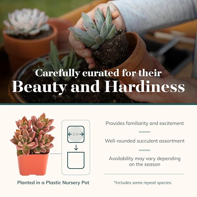 Shop Succulents Assorted Succulent Plant Pack Collection - Live Mini Succulent Plants, Low Maintenance, Mixture of Colors & Textures - Wedding and Party Favors, Gift & Garden, Pack of 40