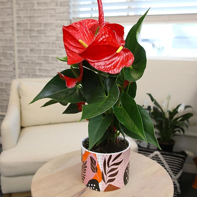 Red Anthurium Live Plant Decor 10-12" in Modern Planter, Plant Lover Gifts for Plant Lovers, Live Plants Indoor Plants Live Houseplants, Real Plants Indoor House Plants Easy Plants by Plants for Pets