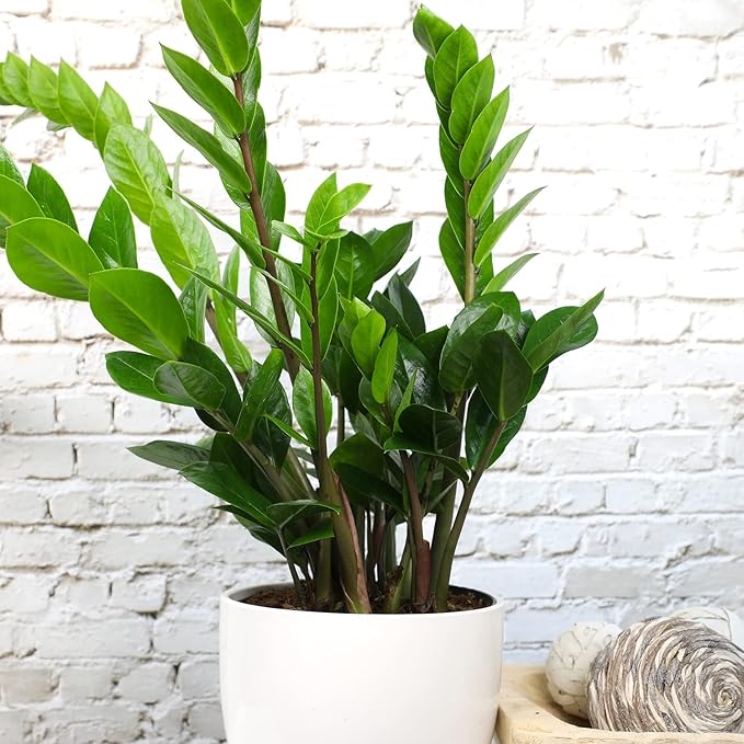 6" ZZ Plant Zamioculcas Zamiifolia, ZZ Plants Live House Plants Indoors Live House Plants Indoors, Indoor Plants Live, Real Live Plants Indoor Plants Live Houseplants Live Indoor by Plants for Pets