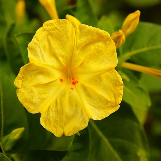 Outsidepride 1 lb. Perennial Mirabilis Jalapa Four O' Clock Yellow Flower Seeds for Planting