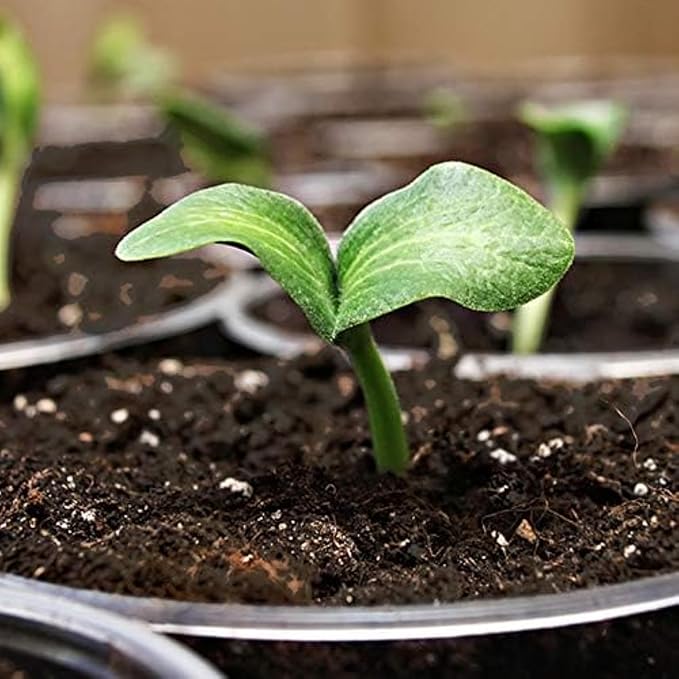 Coast of Maine, 16qt (Pack of 10) Sprout Island Blend, Organic & Natural Seed Starter for Seed Germination & Root Plant Cuttings