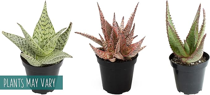 Live Aloe Plant Succulents (3 Pack), Succulents Plants Live in Potting Soil, Potted Succulents Live Plants, Star Aloe Plants Live in Cacti Pots, Cactus Plants Live Succulent Plants by Plants for Pets