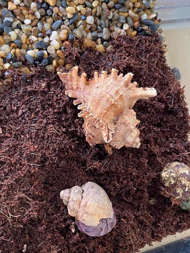 15 Quart Loose Coco Coir Potting Soil for Planting, Coconut Coir with Low EC and pH Balance for Gardening Plants, Flowers Herbs, Vegetables, Terrariums and Reptile Tanks