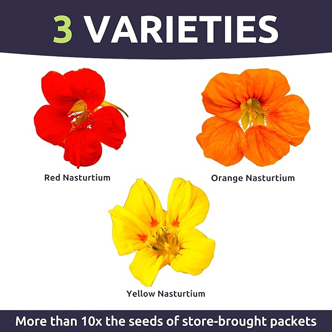 Nasturtium Jewel Mix - Large 1 Ounce Packet - 200 Flower Seeds for Planting - Tropaeolum majus