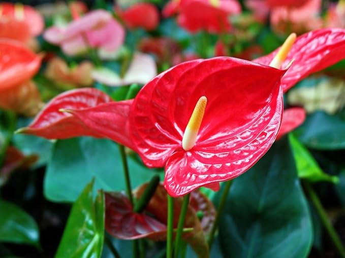 Anthurium Planting Mix - Provide Your Plants with The Best Soil Medium - 4 QUARTS