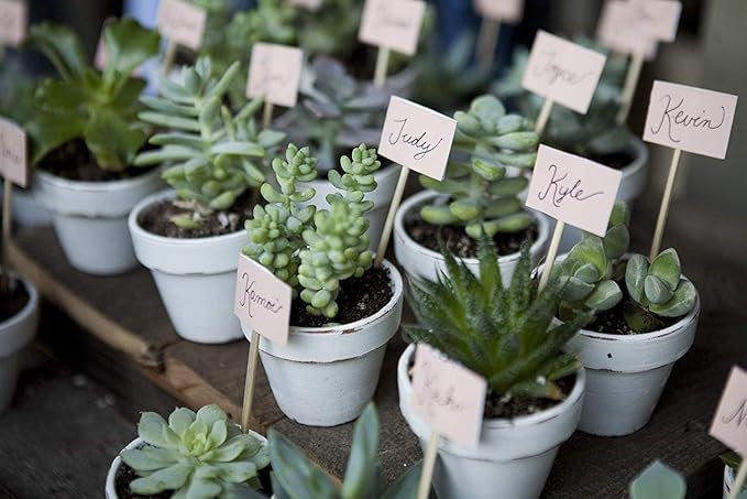 Costa Farms Mini Succulents (3-Pack), Assorted Live Indoor Succulent Plants in Cute Decor Planters, Grower's Choice Easy Care Houseplants, Tabletop, Office, Desk, or Room Decor, 2-Inches Tall, ceramic