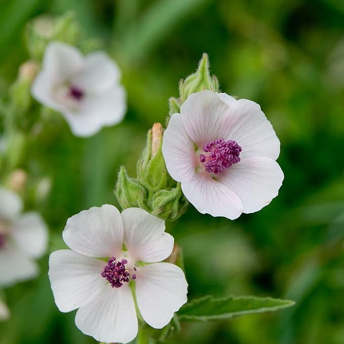 TKE Farms & Gardens - Marshmallow Seeds for Planting, 500 mg, 250 Heirloom Seeds, Non-GMO, Packet Includes Instructions for Growing, Althaea officinalis. Qty 1