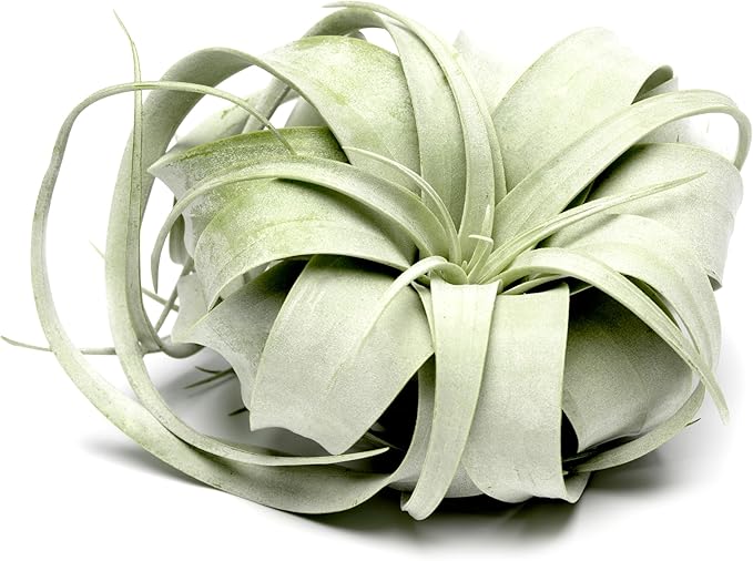 Tillandsia Xerographica Air Plant, Tillandsia Air Plants Live Large Indoor Plants Live Houseplants, Exotic Plants for Succulent Terrarium, Fairy Garden Decor, Succulents Live Plants by Plants for Pets