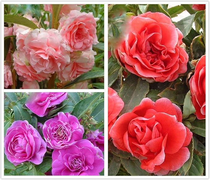 Mixed Double Camellia Impatiens Balsamina Flower Seeds 100 Seeds