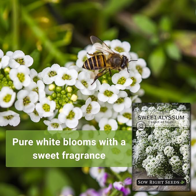 Sow Right Seeds - Sweet Alyssum White Carpet of Snow Flower Seeds for Planting - Non-GMO Heirloom Packet with Instructions to Plant in Your Garden - White Perennial - Groundcover with Blooms (1)