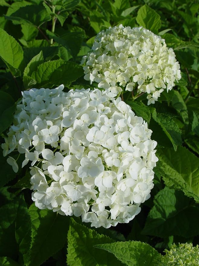 Hydrangea arb. 'Annabelle' (Smooth Hydrangea) Shrub, white mophead flowers, #3 - Size Container