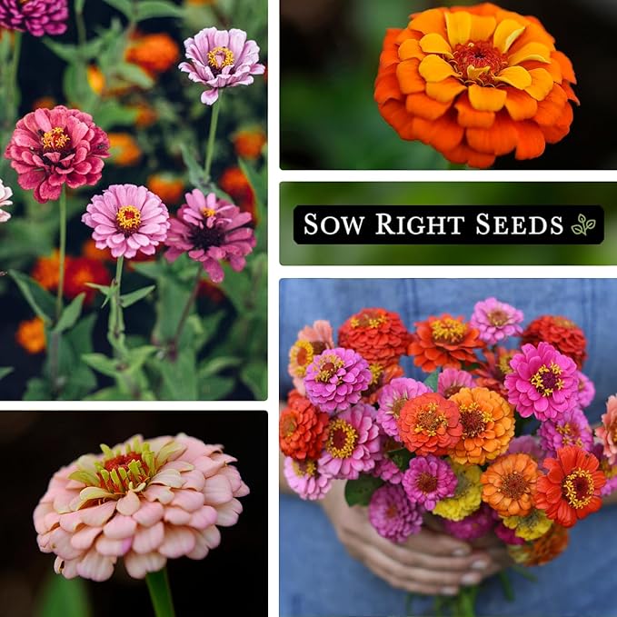 Sow Right Seeds - Thumbelina Zinnia Seeds for Planting - Beautiful to Plant in Your Flower Garden - Non-GMO Heirloom Packet with Instructions - Annual Cut and Come Again for Bouquets (4)