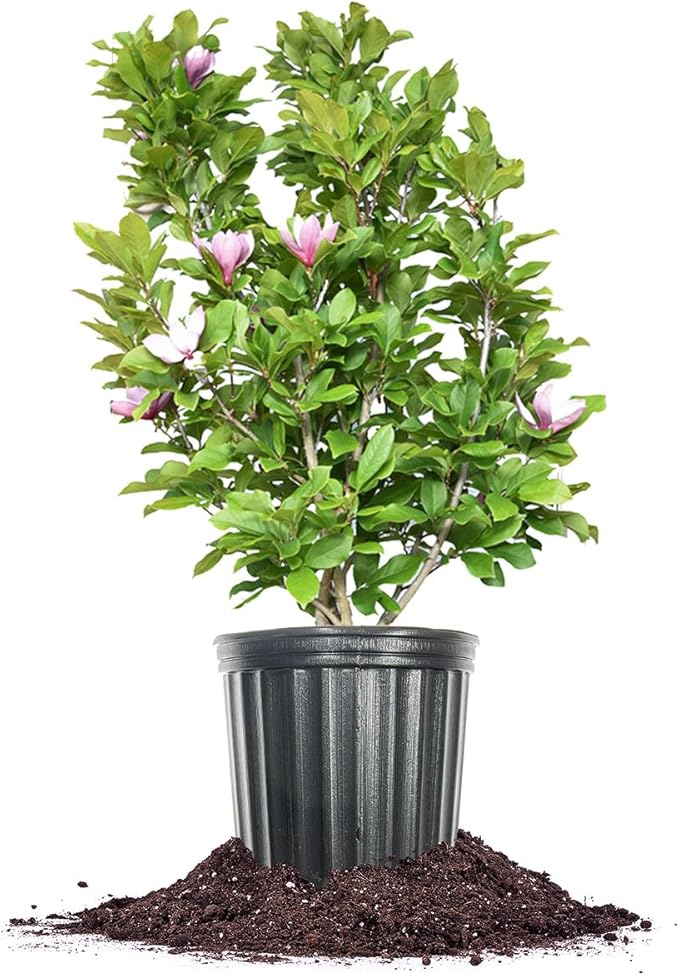 Jane Magnolia in 3 Gal. Grower's Pot | Beautiful Purple Early Spring Blooms | Easy Care | Dwarf Growth Habit