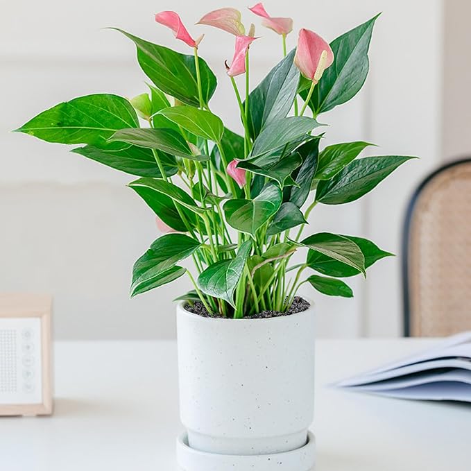 5 LB Black Lava Rocks for Plant