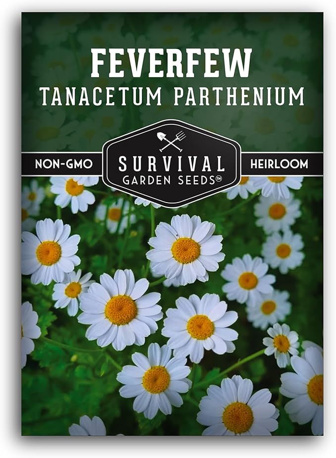 Feverfew Seeds for Planting - 1 Packet with Instructions to Plant and Grow Your Own Bachelor's Buttons in Your Home Vegetable or Herb Garden - Non-GMO Heirloom Variety - Survival Garden Seeds