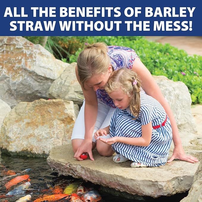The Pond Guy Barley Extract Natural Liquid Treatment for Ponds and Water Gardens, Safe for Koi Fish and Plants, Natural Solutions for Clear Pond Water - 1 Gallon