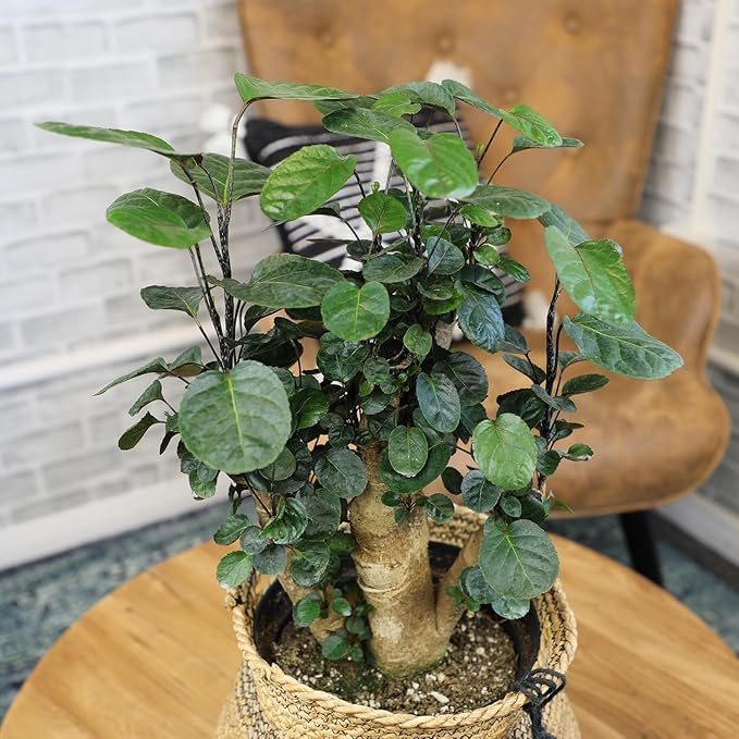 8" Fabian Stump Aralia, Rare House Plants Live Indoor House Plants, Exotic House Plants Indoors Live Plants Indoor, Rare Plants Live Houseplants Live Indoor Plants Live Houseplants by Plants for Pets