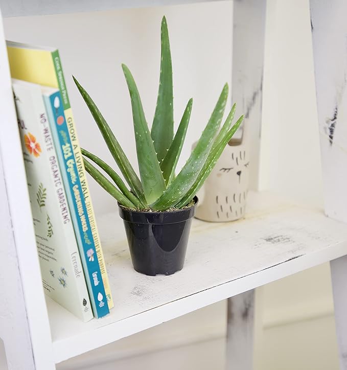 Aloe Vera Plant Live Succulent Plants (3 Pack), Live Aloe Vera Plant Succulents, Live Aloe Plant in Aloe Plant Pot, Aloe Plants Live Indoor Plants, Succulents Live House Plants by Plants for Pets