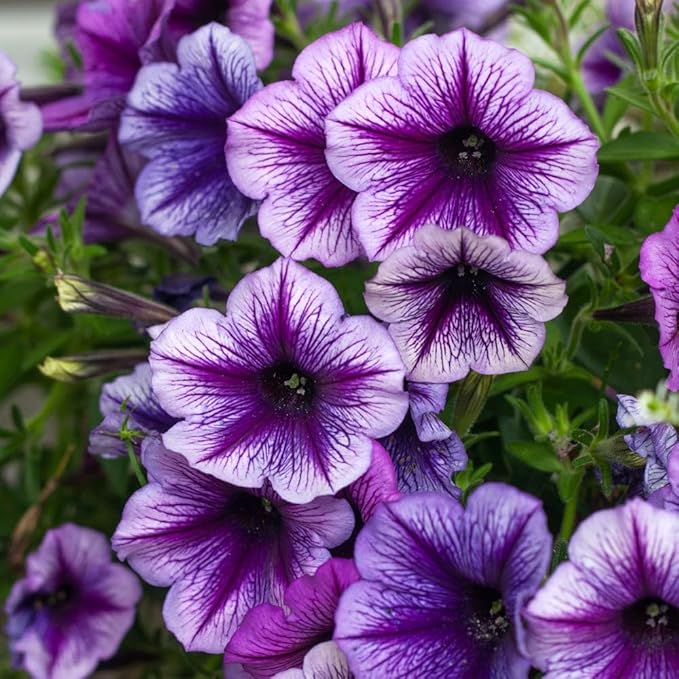 Rare Petunia Seeds for Planting - 250+ Beautiful Perennial Flowers Seeds Heirloom Vine, High Germination Rate Open Pollinated Seeds