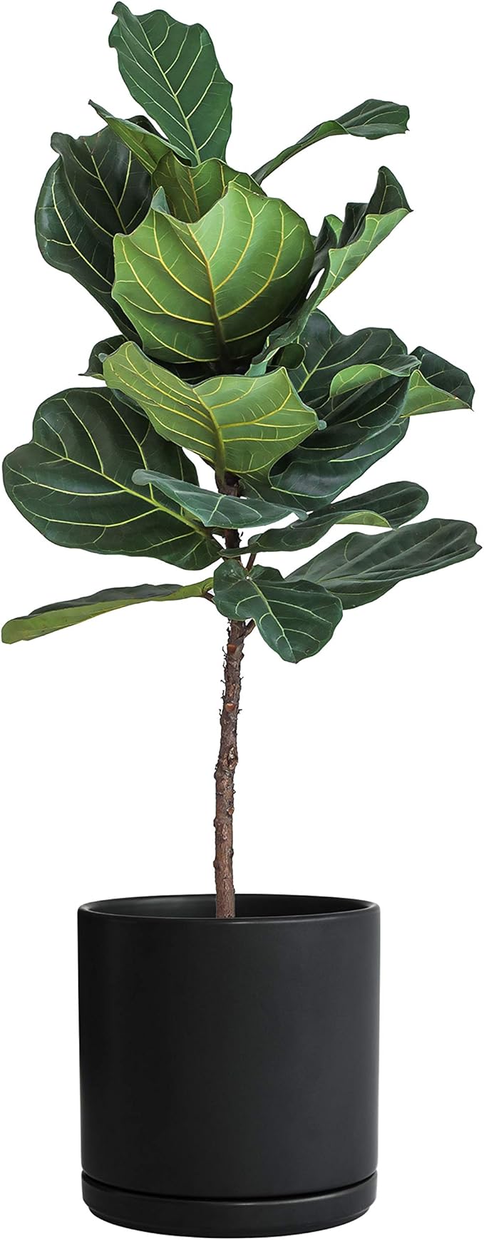 D'vine Dev Set of 2 Plants Pots, 10 Inch Ceramic Planter Pot for Plants with Drainage Hole and Saucer, Black, 94-V-E-2