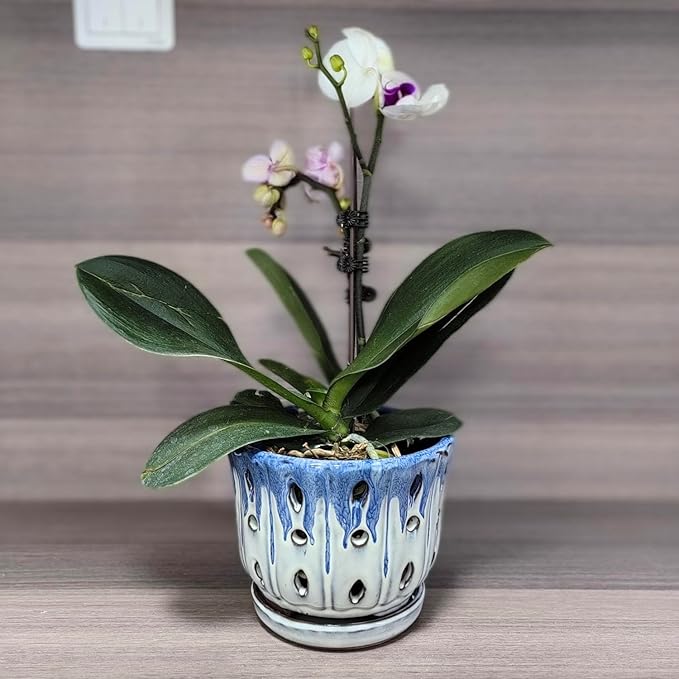 Ceramic Orchid Pot with Drainage Hole 6'' Orchid Planter (Blue Cover White)