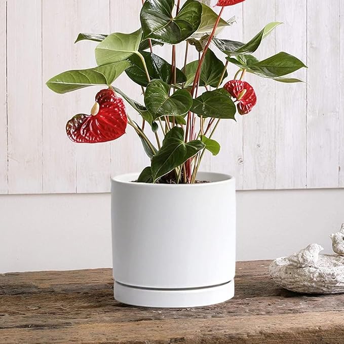 Ceramic Plant Saucer Plant Pot Tray 8 inch White, Planter Water Drip Trays for Plant Saucers Indoors, Thick Durable Sturdy Flower Pot Saucers for Glazing Pots Base, More Sizes 4-12 inch