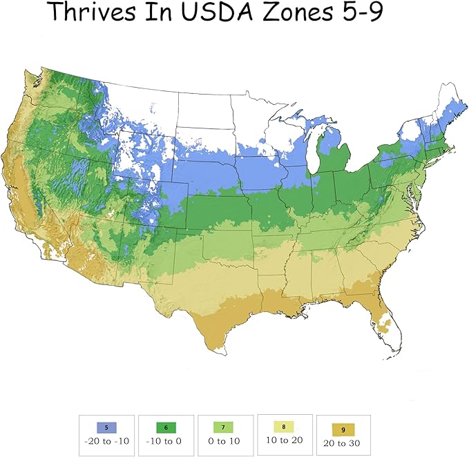 2 Gallon Proven Winners Hibiscus White Pillar Shrub