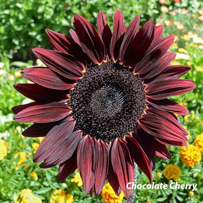 Sunflower Seed Mix, Covers 325 Sq Ft, 9 Flower Varieties, Over 1,000 Seeds - Created By Nature