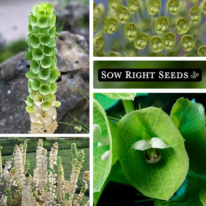 Sow Right Seeds - Bells of Ireland Flower Seeds for Planting - Unique Green Flowers to Plant in Your Home Garden - Non-GMO Heirloom Packet with Instructions - Annual Blooms Attract Pollinators