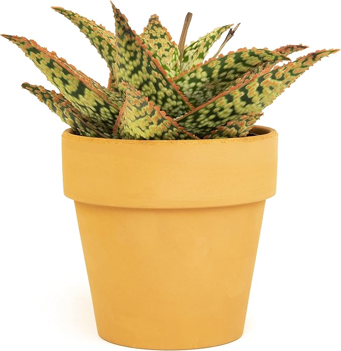 Live Aloe Plant Succulents, Star Aloe Plants Live in Clay Pots for Plants, Succulents Plants Live in Potting Soil, Potted Succulents Live Plants, Cactus Plants Live Succulent Plants by Plants for Pets
