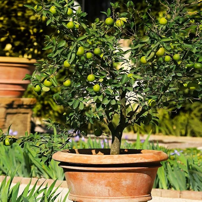 Gardenera's Premium Lime Soil Mix - Fast-Draining Potting Soil for Growing and Repotting Citrus Aurantifolia - 1 Quart