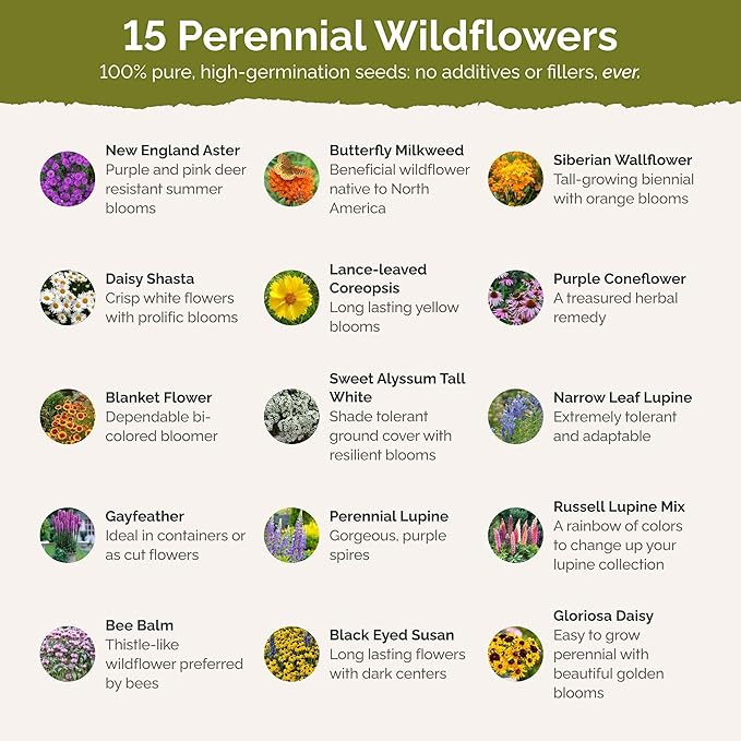 Eden Brothers Northeast All Perennial Wildflower Mixed Seeds for Planting, 1 lb, 480,000+ Seeds with Milkweed, NE Aster | Attracts Pollinators, Plant in Spring or Fall, Zones 3, 4, 5, 6, 7, 8, 9, 10