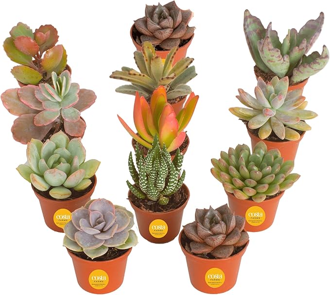 Costa Farms Live Succulent Plants (12-Pack), Mini Succulent Assortment Potted in Nursery Plant Pots, Grower's Choice Indoor Houseplants, Bulk Gift for Baby Shower, Wedding, Party, 2-Inches Tall