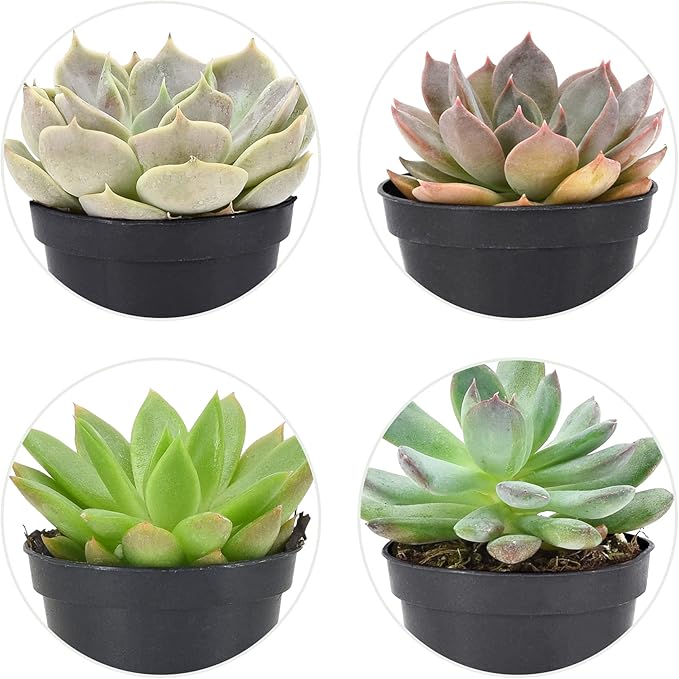 Arcadia Garden Products Live Assorted Mini Succulents in 2 in. Grower Pot, 12-Pack, Green (LV66) ***Cannot Ship to Hawaii***