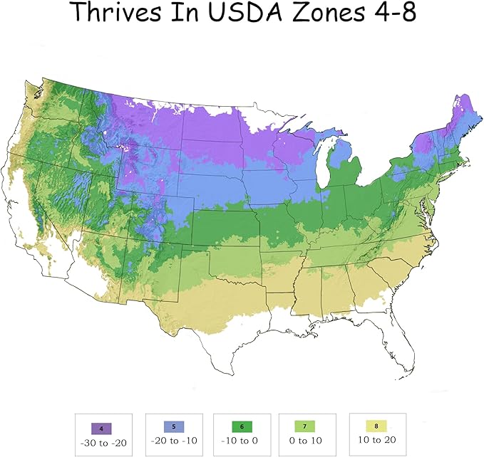 2 Gallon Proven Winner Sunjoy Mini Maroon Barberry Shrub
