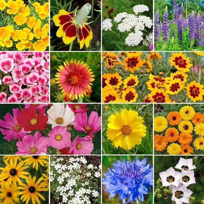 32,500~ Seeds - Bird & Butterfly Wildflower Pollinator Mix - Perennial & Annual Wild Flowers for Spring & Fall - Planting Outdoors for Hummingbirds & More - Lisianthus, Sunflower, Calendula, Yarrow