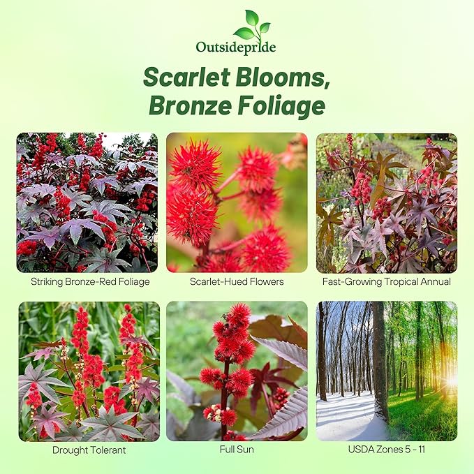 Outsidepride 50 Seeds Annual Ricinus Communis Castor Bean Gibsonii Flower Seeds for Planting