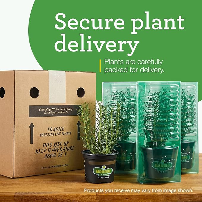 Bonnie Plants Red Bell Pepper Live Vegetable Plants - 4 Pack, Non-GMO, 2 - 3 Ft Plants, 4.5 x 4 Inch Pepper Size