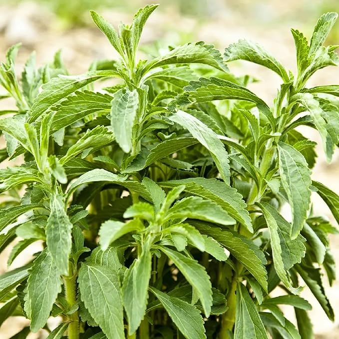 CHUXAY GARDEN Stevia Rebaudiana Seed 200 Seeds Garden Stevia Edible Seasoning Culinary Plants High Yield Flourishing Spectacular Display