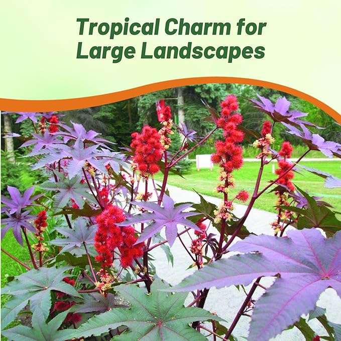 Outsidepride 50 Seeds Annual Ricinus Communis Castor Bean Gibsonii Flower Seeds for Planting