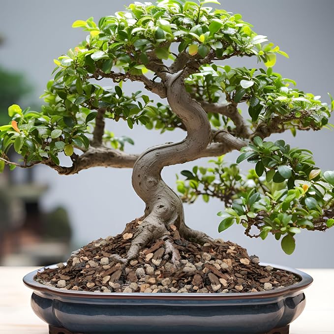 Bonsai Soil Mix 2qt, Potting Soil Mix Ready to Use for Bonsai Tree and Indoor Plants, Composed of Akadama, Lava Rock, Prumice, Bark