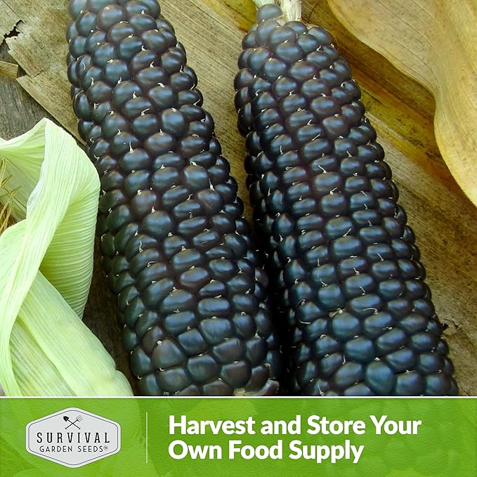 Blue Hopi Corn Seeds for Planting - 3 Packets with Instructions to Plant and Grow Heritage Blue Maize in Your Home Vegetable Garden - Non-GMO Heirloom Variety - Survival Garden Seeds