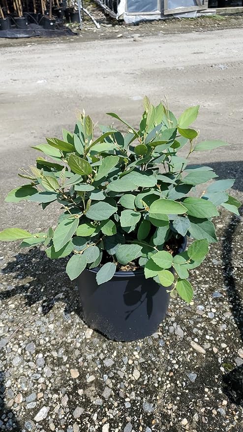 Green Promise Farms Fothergilla gardenii (Dwarf Witch Alder) Shrub, #3-Size Container, White Flowers
