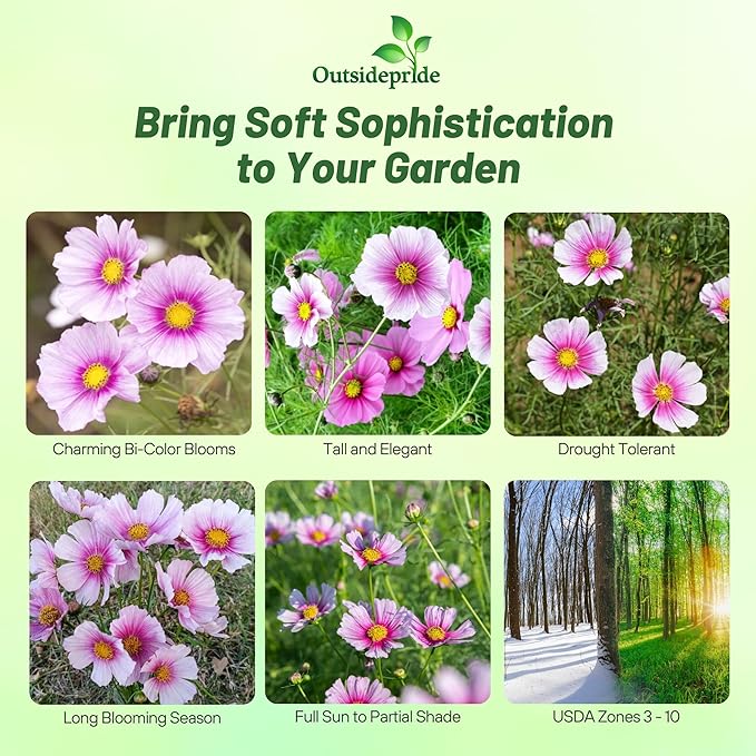 Outsidepride 2000 Seeds Annual Cosmos Bipannatus Day Dream Pink Cut Flower Seeds for Planting