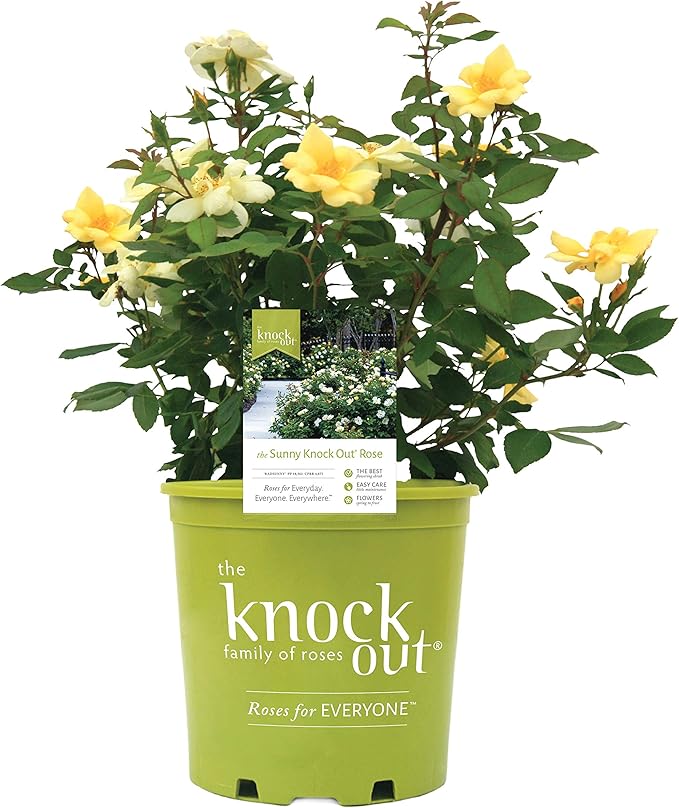 Green Promise Farms Rosa `Sunny Knock Out` (Reblooming) Rose, 3 Size Container, yellow flower