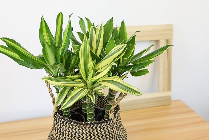 Dracaena Steudneri Moonlight 4 Pack House Plant, 4 Inch Pots for Plants, Dragon Tree Plants for Delivery Prime, Low Light House Plants, Live Plants Indoor Plants Live Houseplants by Plants for Pets