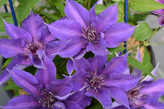 Raymond Evison Clematis - Clematis Edda (Clematis) Perennial, purple flowers with dark red bar, 8`` - Size Container