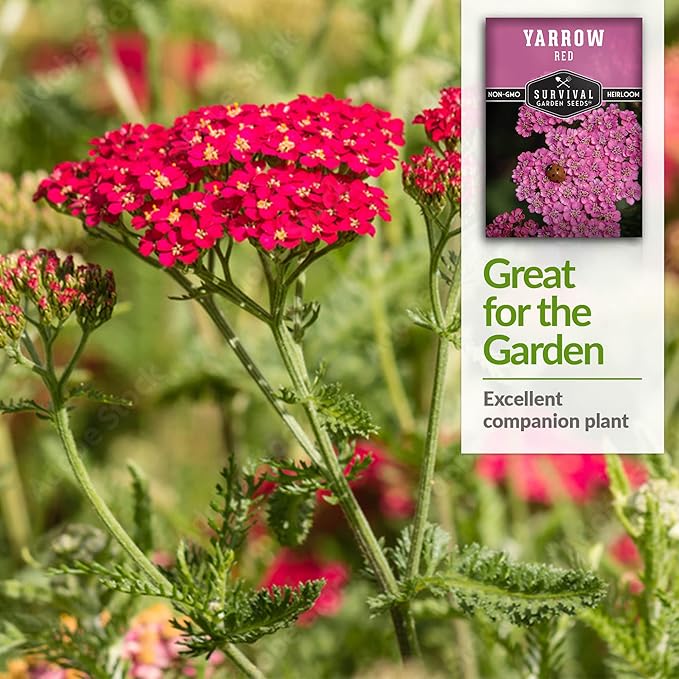 Red Yarrow Seed for Planting in The Garden - 1 Pack with Instructions to Plant and Grow Common Yarrow - Medicinal Herb Wildflowers - Heirloom, Non-GMO, Open-Pollinated Seeds for The Survival Garden