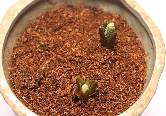 15 Quart Loose Coco Coir Potting Soil for Planting, Coconut Coir with Low EC and pH Balance for Gardening Plants, Flowers Herbs, Vegetables, Terrariums and Reptile Tanks